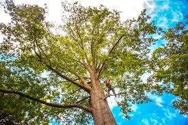 Best Palm Tree Trimming  in Collegedale, TN