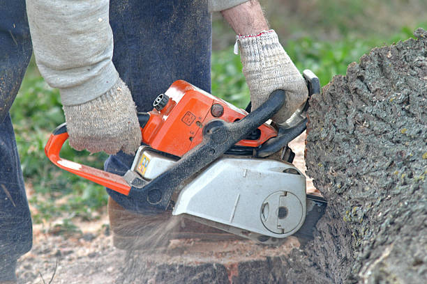 Best Stump Grinding and Removal  in Collegedale, TN