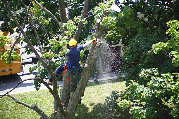 Best Tree Health Inspection  in Collegedale, TN