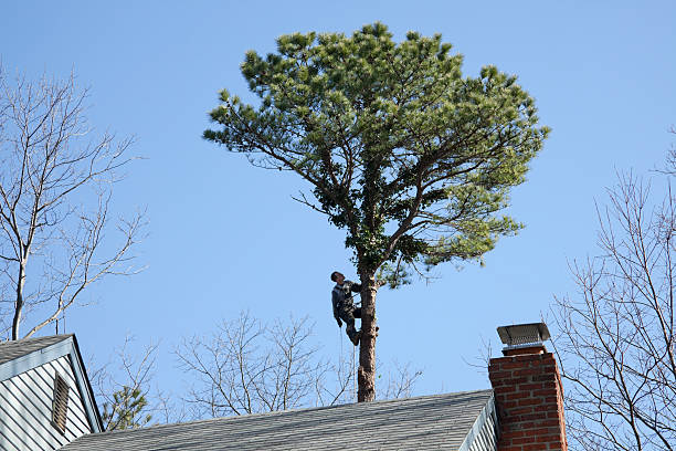 Best Tree Risk Assessment  in Collegedale, TN